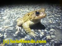 /home//u458753944/public_html/sourcegallery///Roxborough Toad Detour/2013-2019/2014/2014-04-07/P1140928.JPG